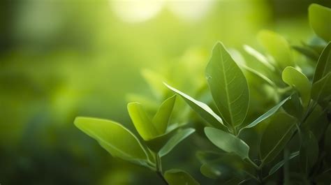 Close up beautiful view of nature green leaves on blurred greenery tree ...