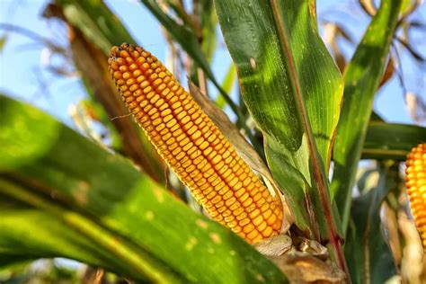 Manfaat Konsumsi Jagung Manis Untuk Kesehatan Tubuh Hingga Bisa