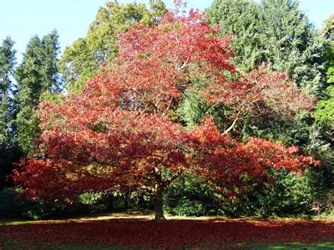 5 Oak Trees for Fall Foliage