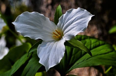 Trillium Flower White - Free photo on Pixabay - Pixabay