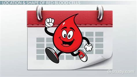 Red Blood Cells Lesson for Kids - Lesson | Study.com