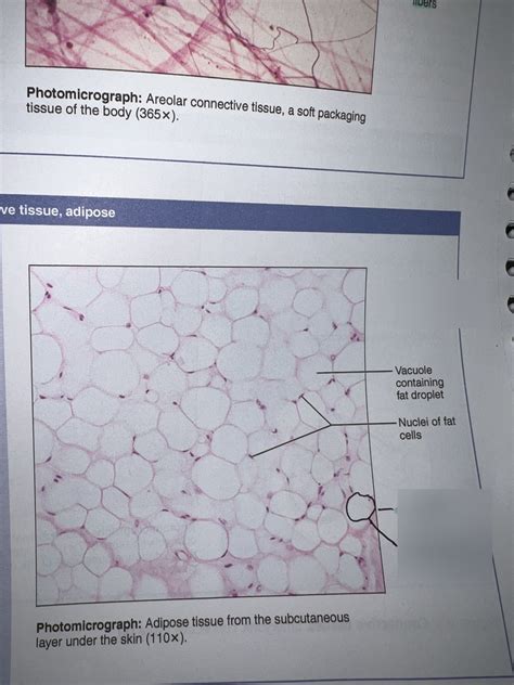 Adipose Tissue Diagram Quizlet