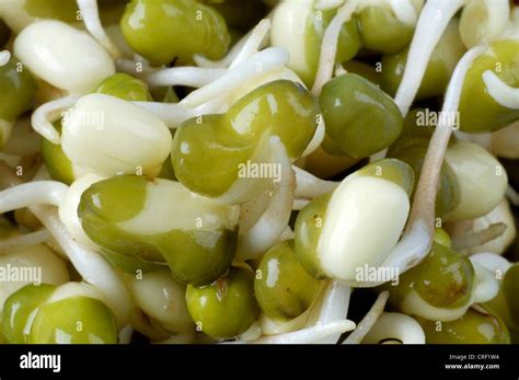 Mung Bean Urdi Black Bean Green Gram Vigna Mungo Vigna Radiata