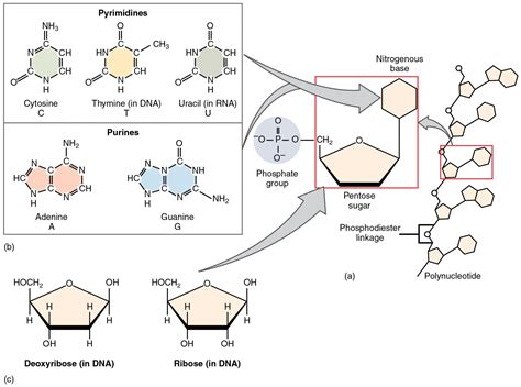 2 5 Organic Compounds Essential To Human Functioning Anatomy And Physiology