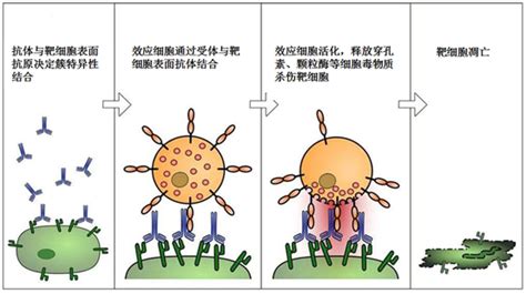 Adcc活性检测 爱康得生物科技（苏州）有限公司