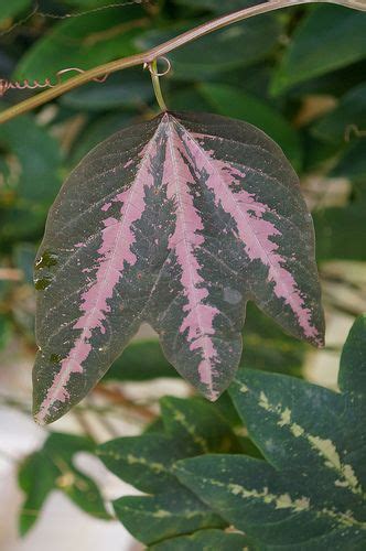 Passiflora Trifasciata Variegated Plants Vine House Plants Passiflora