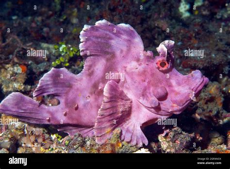 Paddleflap Scorpionfish On Sand Bottom On Night Dive Lembeh Strait