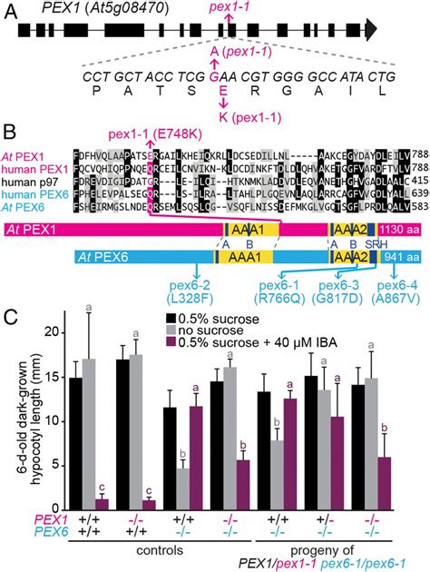 A Pex1 Missense Mutation Improves Peroxisome Function In A Subset Of