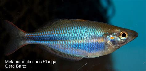 Melanotaenia Spec Kiunga Rainbowfishstable