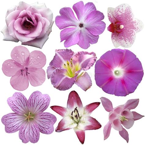 Collection of Pink and Purple Flowers Stock Photo - Image of color ...