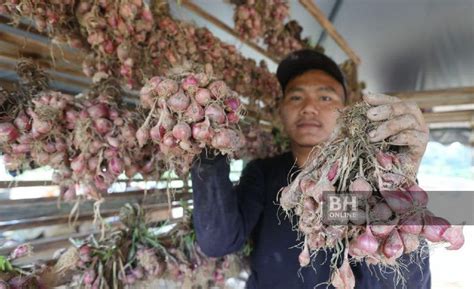 Kali Pertama Tanam Bawang Merah Mampu Raih Hasil Lebih RM30 000 Dalam