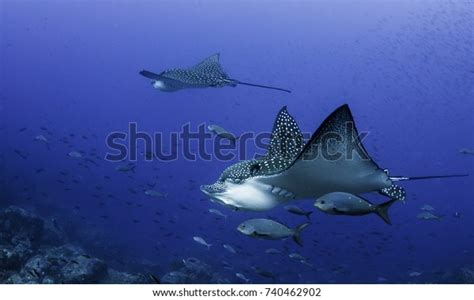 531 Spotted Manta Ray Images, Stock Photos & Vectors | Shutterstock