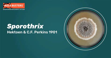 Sporothrix - Phylogeny, Habitat, Dangers and Treatment