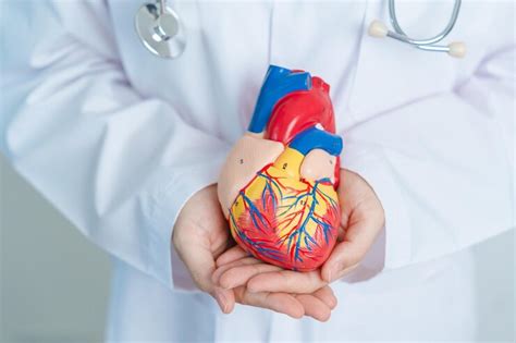 Premium Photo Doctor Holding Human Heart Model Cardiovascular