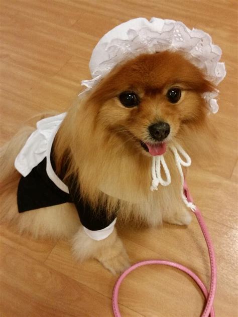 Pilgrim Girl Dog Costume with Same Day Shipping | BaxterBoo