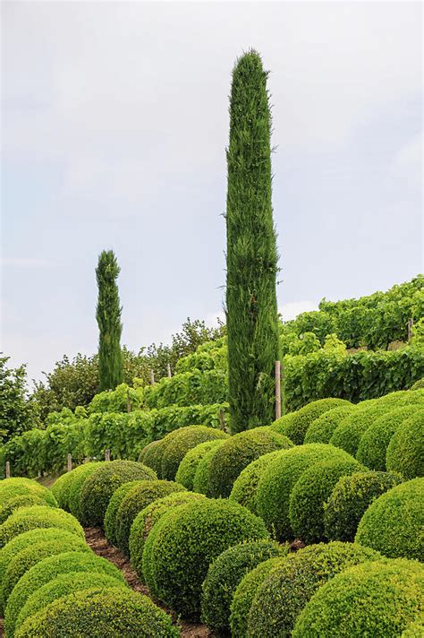 The gardens of the famous chateau royale d'amboise Photograph by Stefan ...