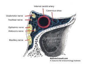 Glipizide Mechanism Of Action - My Endo Consult