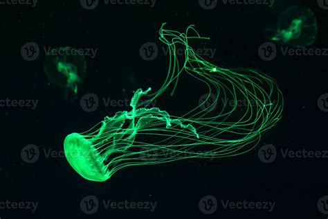 Glow Green Jellyfish Chrysaora Quinquecirrha In Blue Water Diving