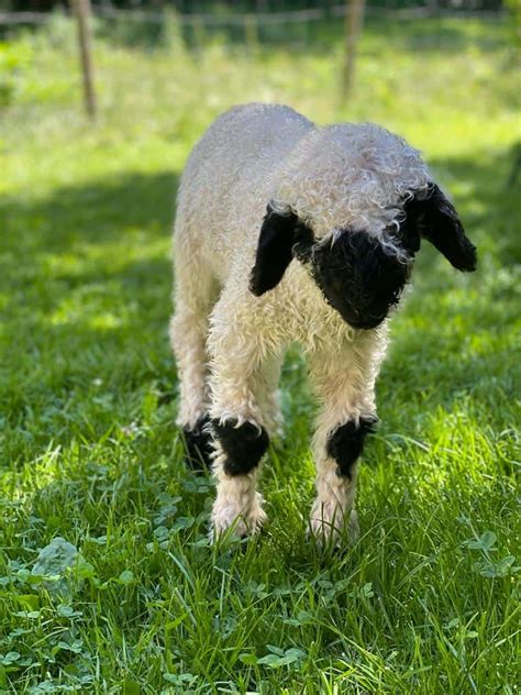 Patenschaft Walliser Schwarznasenschaf Familienpatenschaft Joh S