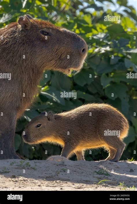 An Adult And A Baby Capybara Hydrochoerus Hydrochaeris In The