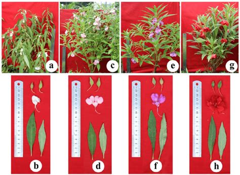 Plant Morphology Of Four Floral Variants Of Impatiens Balsamina L A