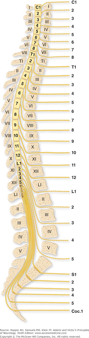 Chapter Diseases Of The Spinal Cord Neupsy Key