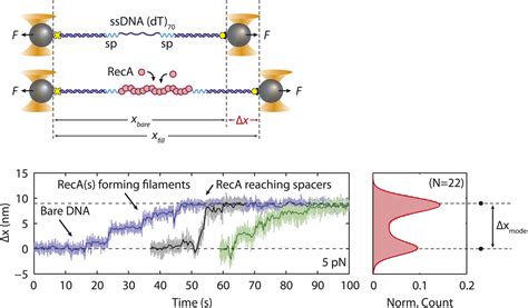 Figures And Data In Structural Dynamics Of E Coli Single Stranded Dna