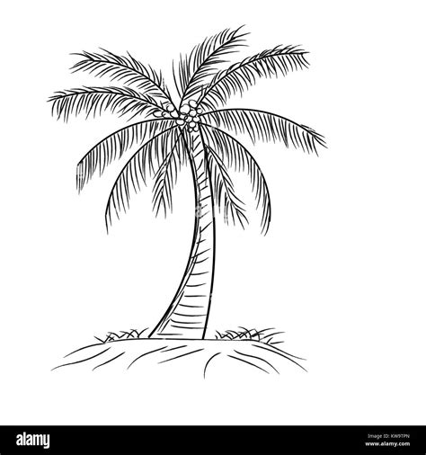 Coconut Tree Outline