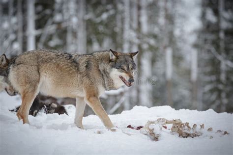 Growling wolf stock photo. Image of wild, european, wolf - 25399784