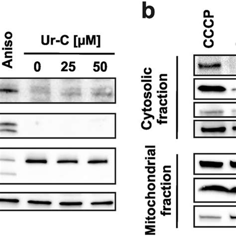 A Activation Of Caspase 9 Prior To The Cleavage Of Caspase 3 And PARP