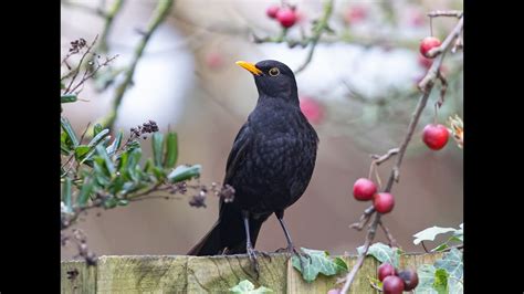 AMSEL Zwitscherportrait Kleinfein Video Bild Gesang Steckbrief