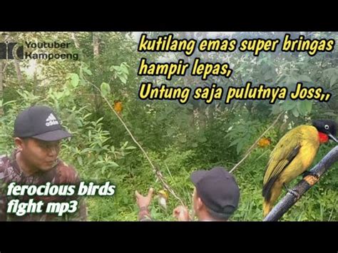 Mikat Burung Kutilang Emas Di Pinggir Hutan Burungnya Super Ganas