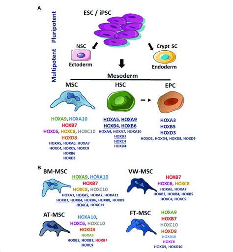 The HOX Code Of Mesodermal Stem Cells Stem Cells Derived From