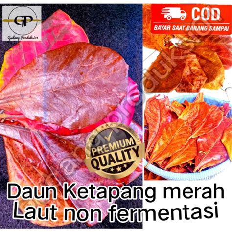 Jual Daun Ketapang Laut Ketapang Merah Ketapang Coklat Pilihan