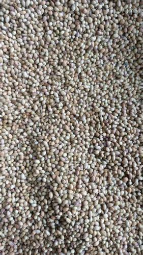 Dried Brown Badami Grade Coriander Seed Form Seeds At Rs 95 Kg In