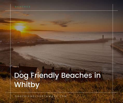 The Best Dog Friendly Beaches in Whitby