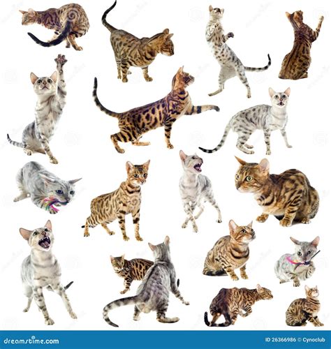 white bengal cats 4