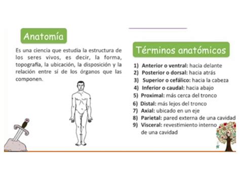 Solution Clase Posici N Anat Mica Planos Y Ejes Studypool