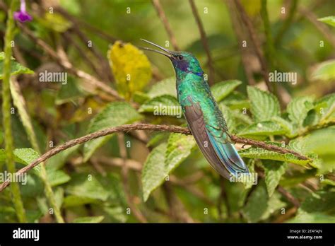 Sparkling Violetear Colibri Coruscans Perched In Verbena Bush Stock