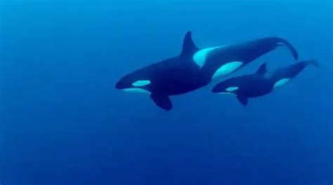 Orca bebé pide ayuda a pescadores para salvar a su madre