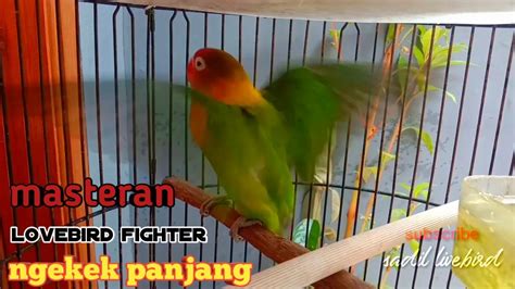 Masteran Lovebird Fighter Ngekek Panjang YouTube