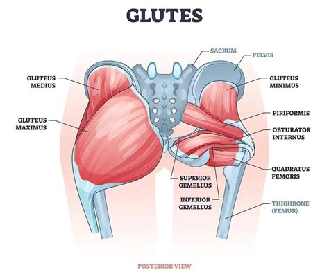 Músculos De Los Glúteos