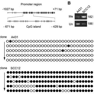 Methylation Status Of A Cpg Island In The Fut Promoter In