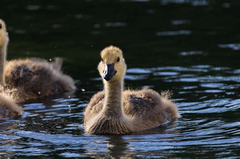 Canon RF 100-400mm f/5.6-8 Review | Affordable, Portable, Sharp!