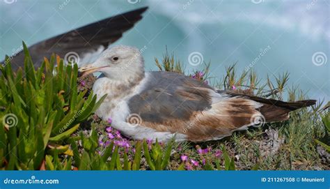 Las Gaviotas O Gaviotas Son Aves Marinas Foto De Archivo Imagen De