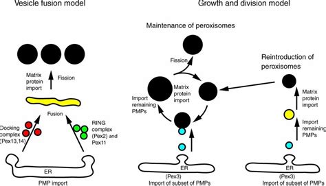 Schematic Representation Of Models For Peroxisome Multiplication In S