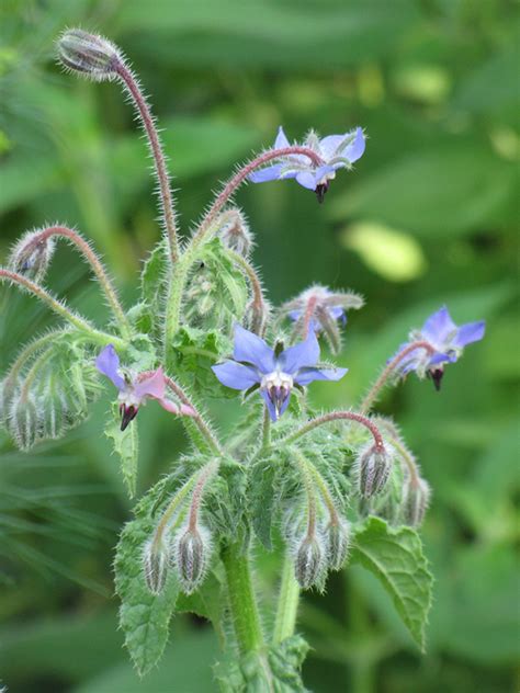 Borage Borago Officinalis In Denver Arvada Wheat Ridge Golden