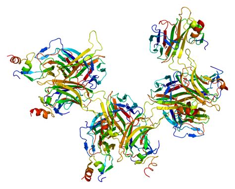 B-cell maturation antigen - Wikipedia