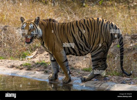 India Male Bengal Tiger Pantera Tigris Tigris Enjoys The Cool Of A