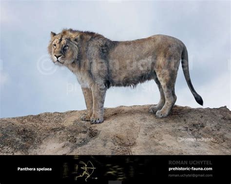 The cave lion (Panthera (Leo) Spelaea) was one of the biggest cats of ...